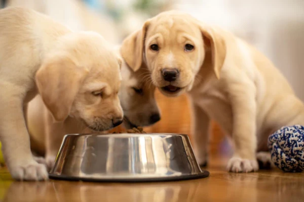 Dog food Nutritional Variety