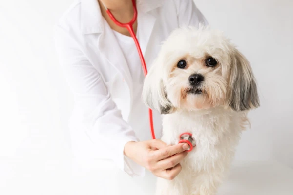 Dog health