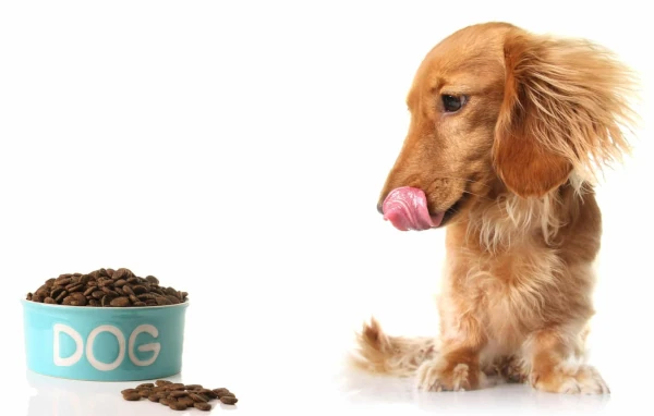 dog food for puppy