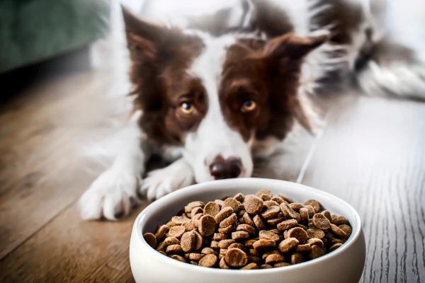 dog food health