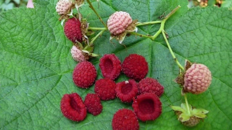 Thimble Berry