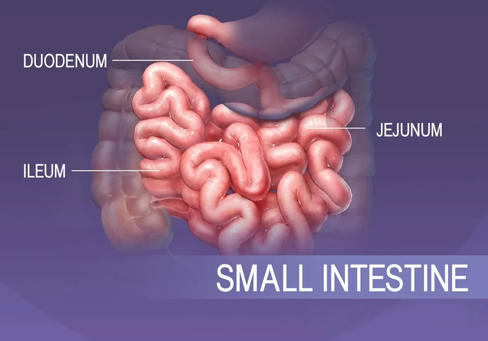 Each Part of the Small Intestine Has a Job